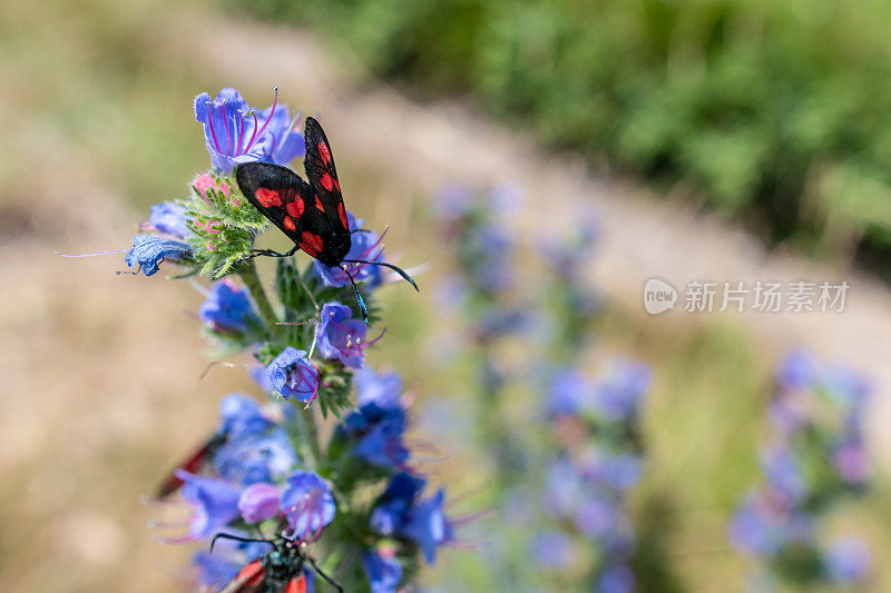 在多塞特海岸，黑斑和赤斑斑蝶(Zygaena filipendulae)聚集在一朵花上